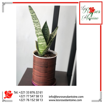 coussin de belle mére